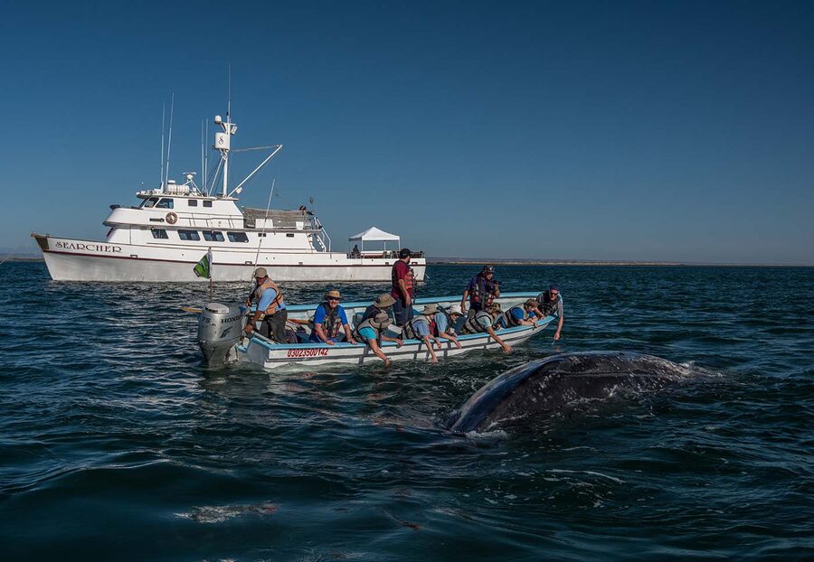 Searcher guests reaching out to a gray whale from a panga in a Baja lagoon